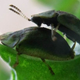 The tortoise beetle Cassida rubiginosa during mating. (Image: Yoko Matsumura)